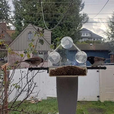 Chỗ Đậu Cho Chim