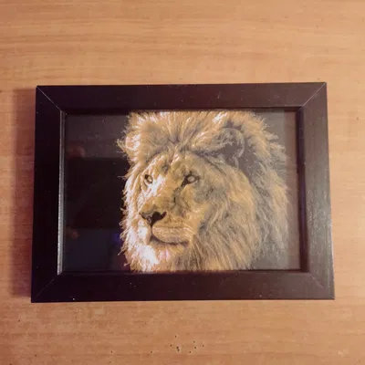 Tranh đầu sư tử