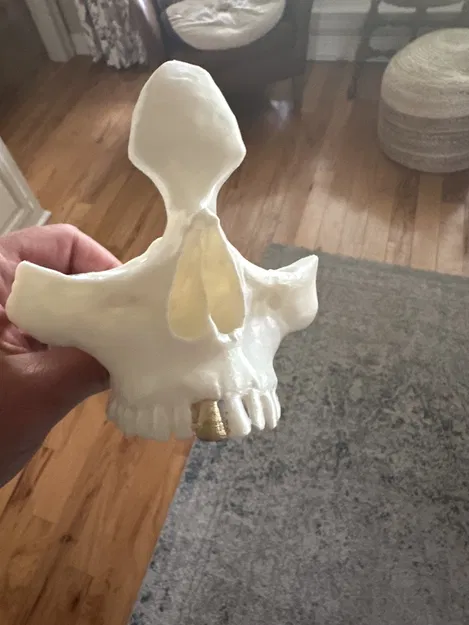 Chân Kính và Khay Đựng Đồ Hình Đầu Lâu - Image 2