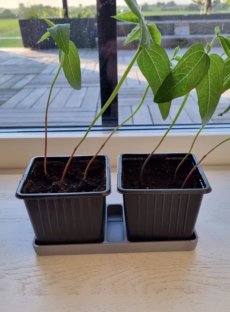 Khay cho hai chậu ươm hạt - Image 1