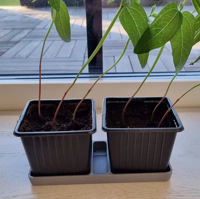 Khay cho hai chậu ươm hạt