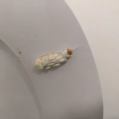 (Cũ) Bộ đệm nắp bồn cầu Kandre "KAN"