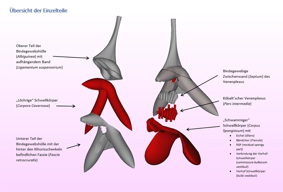 [Beta] Mô hình giải phẫu âm vật dùng trong giáo dục - Image 1