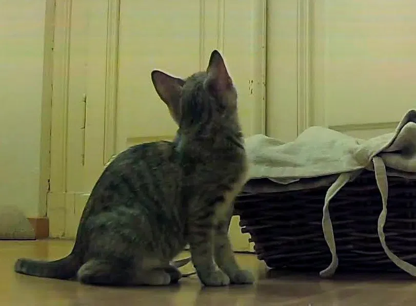 Chỗ Cắm Cây Hình Con Mèo - Image 3