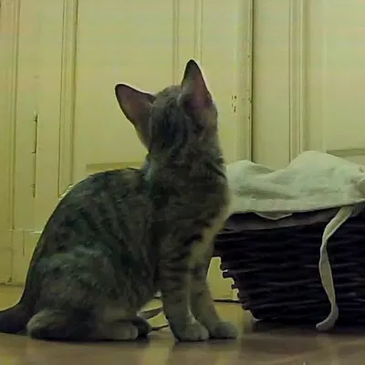 Chỗ Cắm Cây Hình Con Mèo