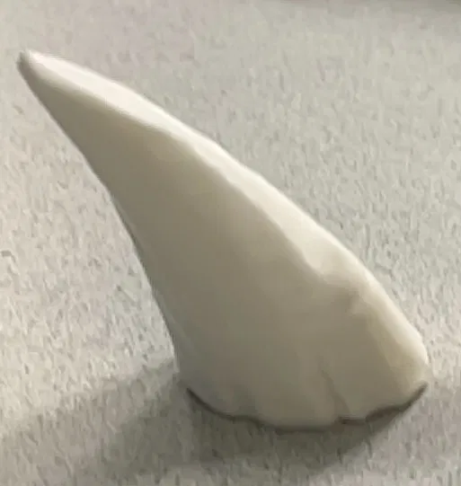 Răng Cá Voi - Image 1