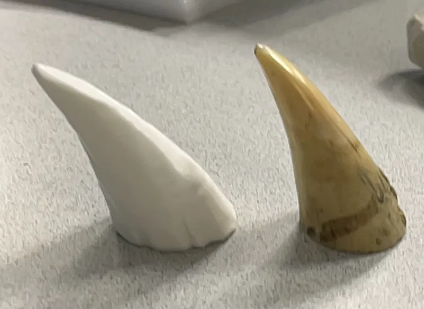 Răng Cá Voi - Image 2