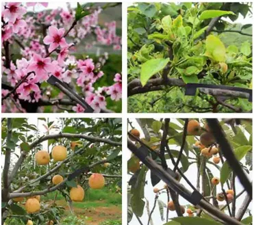 Dụng Cụ Uốn Cành Bonsai - Image 2