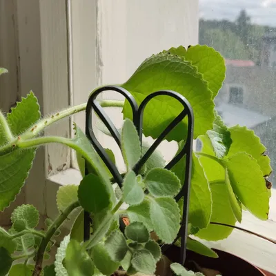 Chân Đế Chậu Hoa