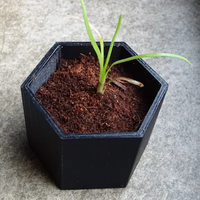 Chậu Hoa Sáu Cạnh