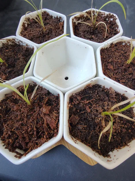 Chậu Hoa Sáu Cạnh - Image 4