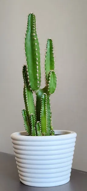 Chậu Cây Dễ Thương - Image 1