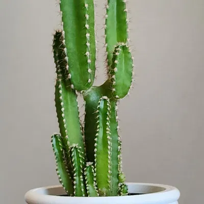 Chậu Cây Dễ Thương