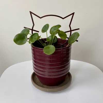 Dụng Cụ Giữ Cây Hình Mèo Mặt Lạ