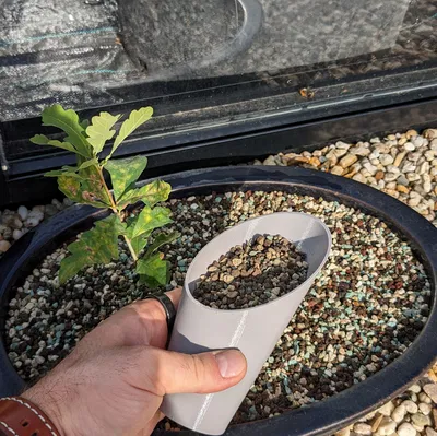 Muỗng Xúc Đất Bonsai