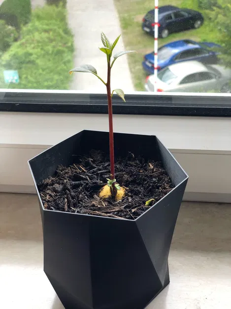 Thuyền Bơ Tự Làm Cho Hạt Bơ Nảy Mầm Vasemode - Image 2