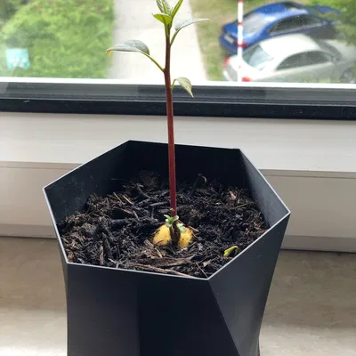 Thuyền Bơ Tự Làm Cho Hạt Bơ Nảy Mầm Vasemode