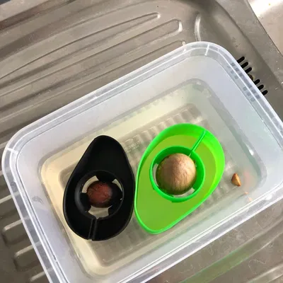 Thuyền Bơ Tự Làm Cho Hạt Bơ Nảy Mầm Vasemode