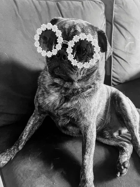 Buddy Đeo Kính - Image 3