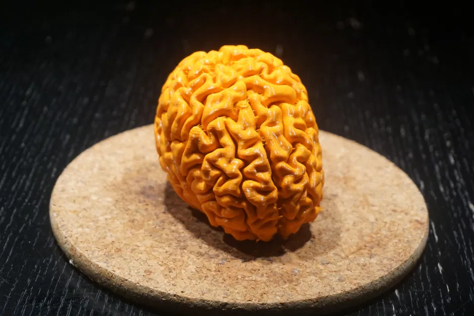 Mô hình bộ não người từ ảnh MRI đẹp - Image 1