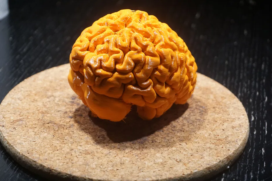 Mô hình bộ não người từ ảnh MRI đẹp - Image 2