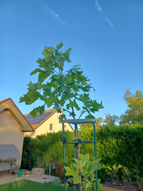 Cọc Chống Cây - Image 3