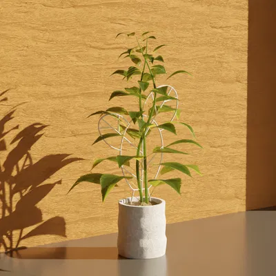 Chân Đế Chậu Xương Rồng