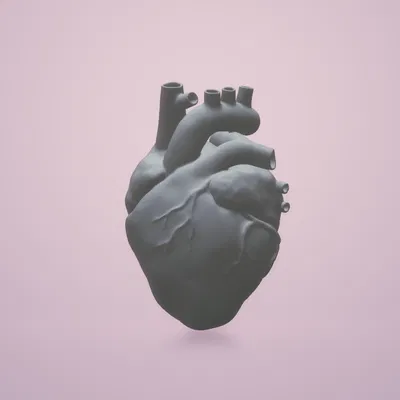 Mô Hình Trái Tim Người Giải Phẫu