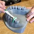 Mô hình Hàm Dưới/Hàm Trên Răng miệng để Giáo dục Chải răng và Dùng chỉ nha khoa - Thumbnail 1