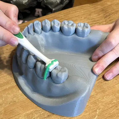 Mô hình Hàm Dưới/Hàm Trên Răng miệng để Giáo dục Chải răng và Dùng chỉ nha khoa