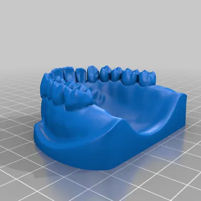 Mô hình Hàm Dưới/Hàm Trên Răng miệng để Giáo dục Chải răng và Dùng chỉ nha khoa