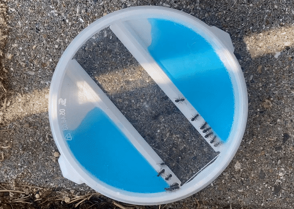 Hệ Thống Phân Phối Thuốc Độc Cho Kiến Với Nắp Pringles