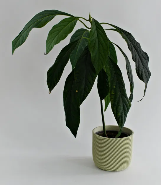 Chậu Trồng Cây 12cm - Image 1