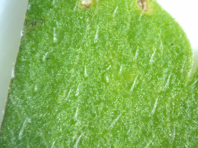 Kính Hiển Vi Quang Học Công Suất Thấp - Image 2