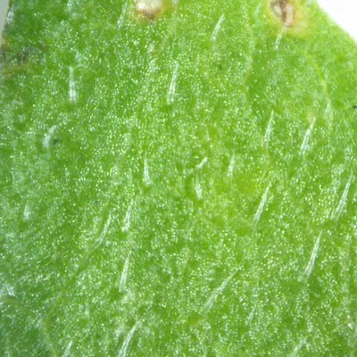 Kính Hiển Vi Quang Học Công Suất Thấp