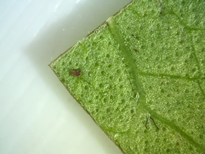 Kính Hiển Vi Quang Học Công Suất Thấp - Image 3