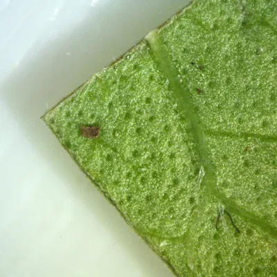 Kính Hiển Vi Quang Học Công Suất Thấp