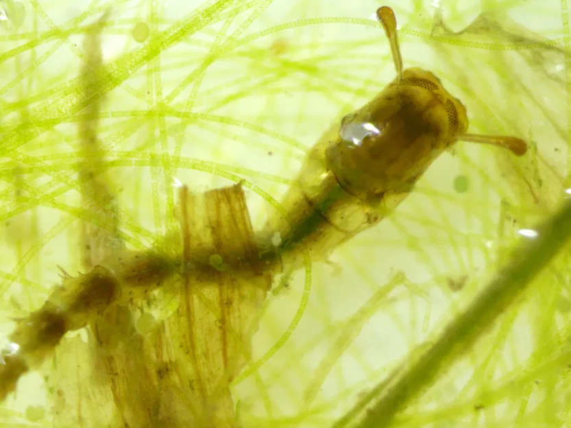 Kính Hiển Vi Quang Học Công Suất Thấp - Image 5