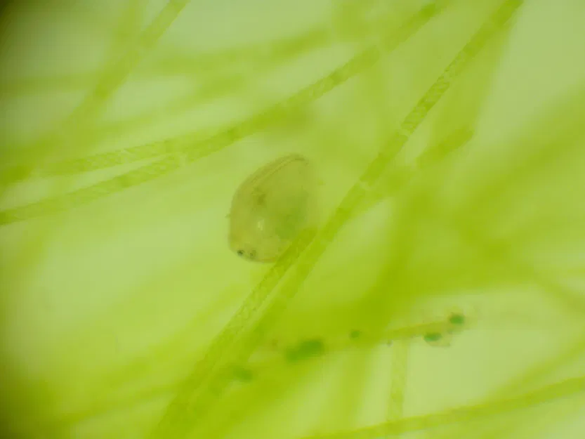 Kính Hiển Vi Quang Học Công Suất Thấp - Image 6