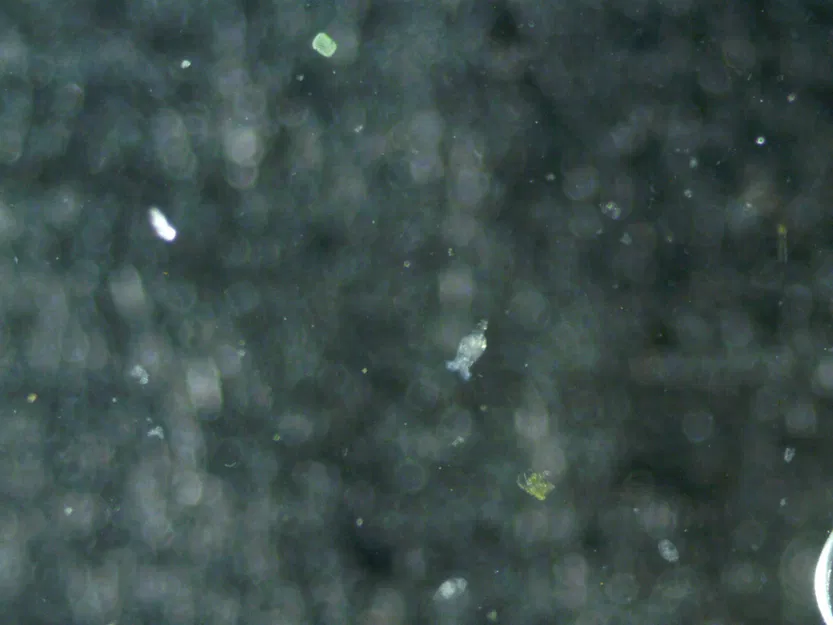 Kính Hiển Vi Quang Học Công Suất Thấp - Image 7