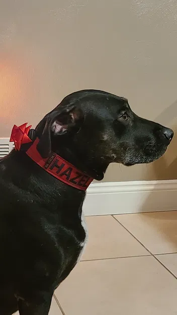 Vòng Cổ Chó Giáng Sinh Gắn Airtag Có Nơ - Image 1