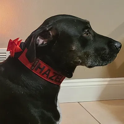 Vòng Cổ Chó Giáng Sinh Gắn Airtag Có Nơ