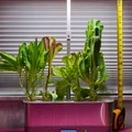 Phần mở rộng chiều cao đèn trồng cây cho AeroGarden Harvest Elite - Thumbnail 1