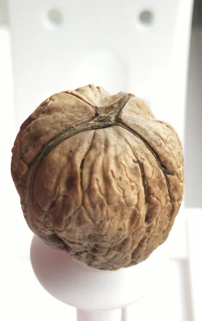 Ảnh scan 3D quả óc chó - Image 2