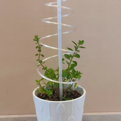 Chân Chống Cây Dạng Xoắn Ốc (In Phẳng)