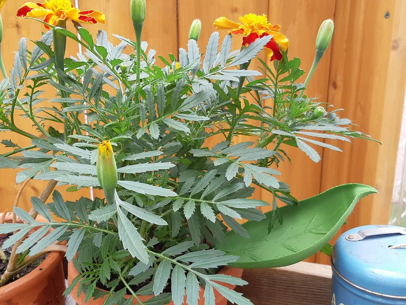 Phễu tưới cây hình lá - Image 2