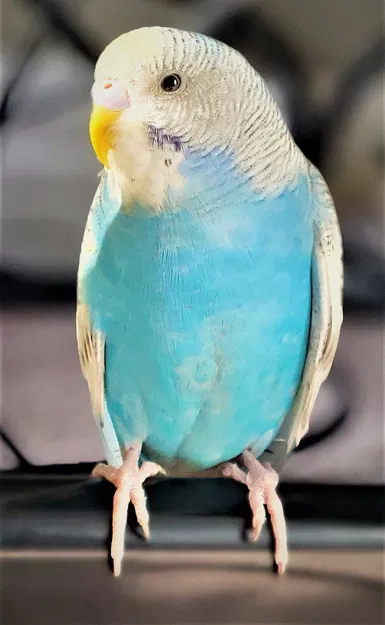 Mô hình Budgie 202 - Chim Vẹt "Xịn" - Image 1