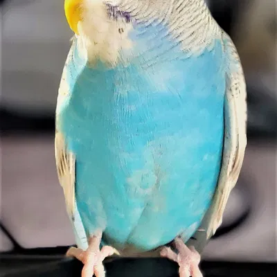 Mô hình Budgie 202 - Chim Vẹt "Xịn"