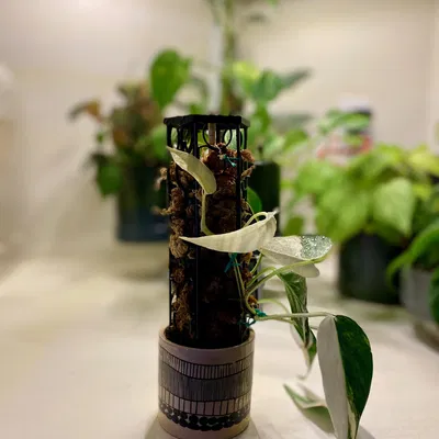 Cột Rêu Gấp. In Nhanh Không Cần Hỗ Trợ