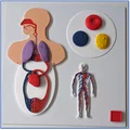 Tấm Cơ Thể 3 - Tệp In & Bài Học - Thumbnail 1